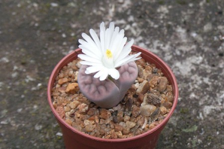 Lithops